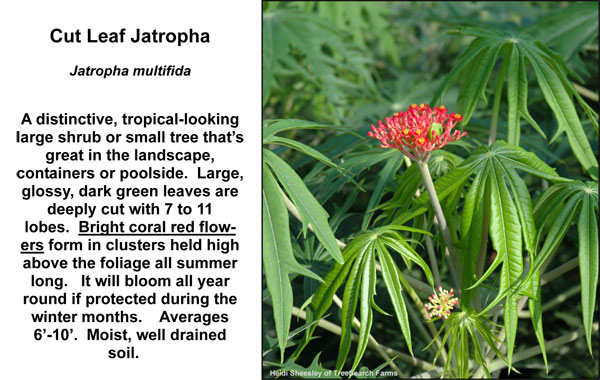 Jatropha Leaf