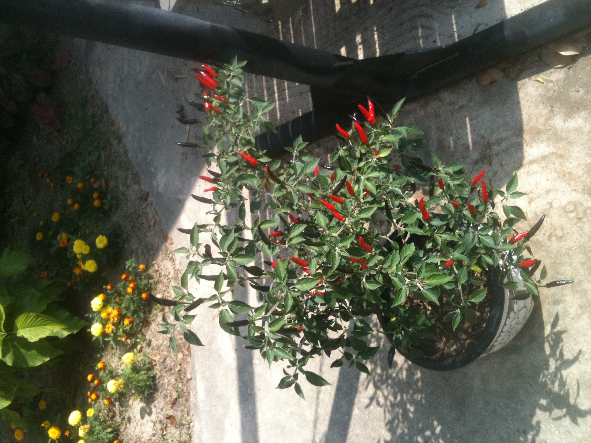 Green thai peppers