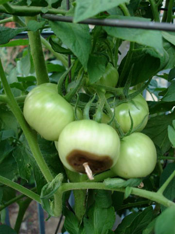 blossom-end-rot tomato