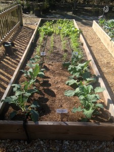 kohl rabi