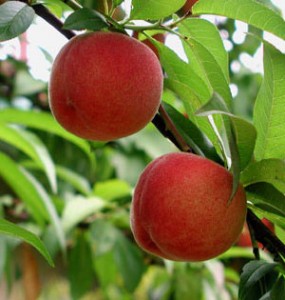 peach-tree-hollow-hoboken-NJ