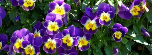 violas