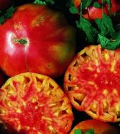 Hillbilly tomato