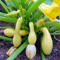 Yellow Squash